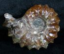 Polished Douvilleiceras Ammonite - Inches #3663-1